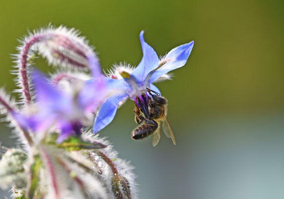 Biene im Botanischen Garten Düsseldorf / Foto: Stefan Wenzel