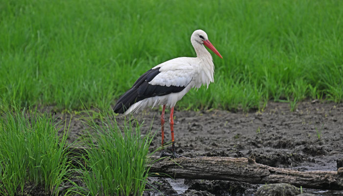 Storch / Foto: Stefan Wenzel