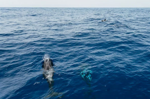 Delfin- und Walbeobachtung
