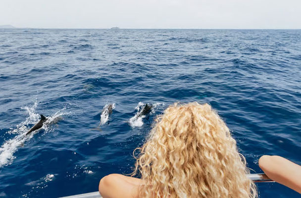 Delfin-und Walbeobachtung