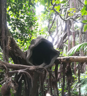 Loro-Parque