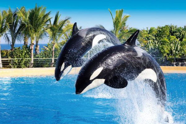 Loro-Parque