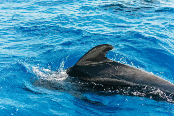 Delfin- und Walbeobachtung