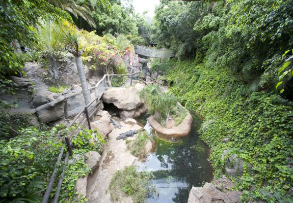 Jungle Park