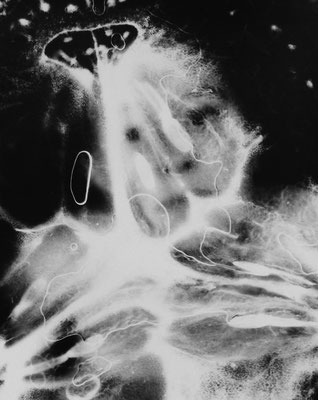 Lightbody IV / Fine Art Print / 75x50cm / Limited Edition