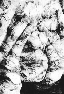 Mother Nature / FineArt behind Acrylic glass / 75x50cm / Limited Edition 