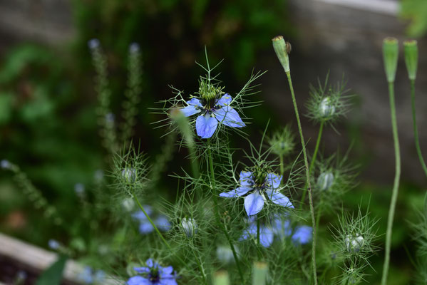 Jungfer im Grün