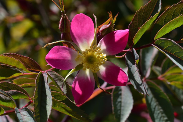 Rosenblüte