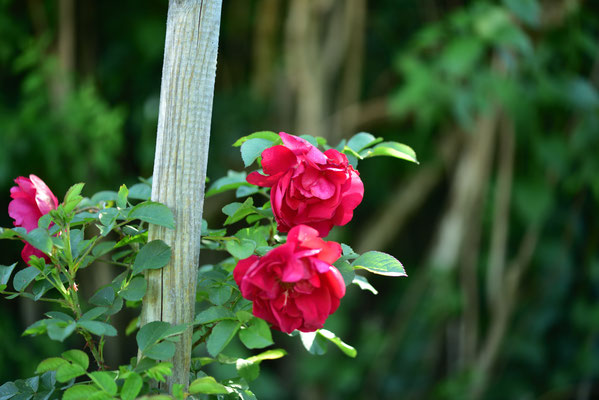 eine neue Rose im Garten