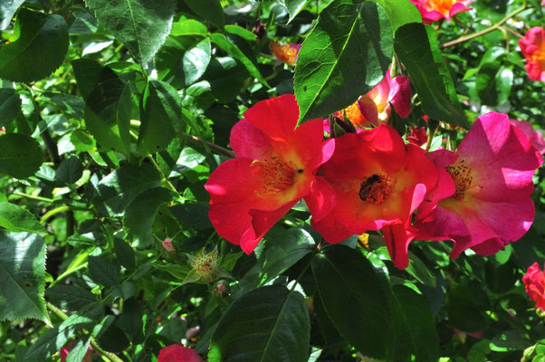 Rosenblüten
