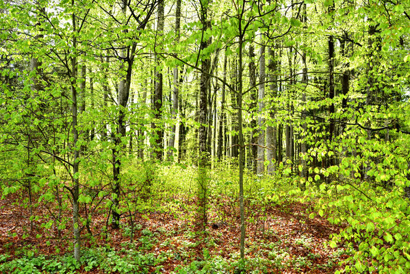 Die Sonne bringt den Wald zum Leuchten