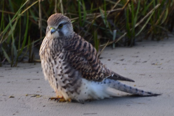 ein Turmfalke zeigt uns seine imposante Figur