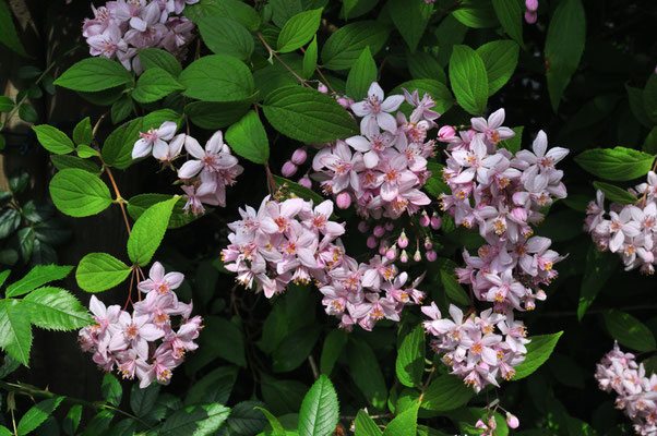 Deutzienblüte