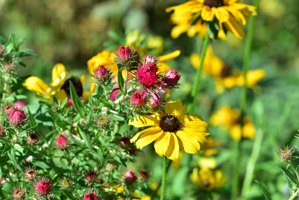 Herbstblüten