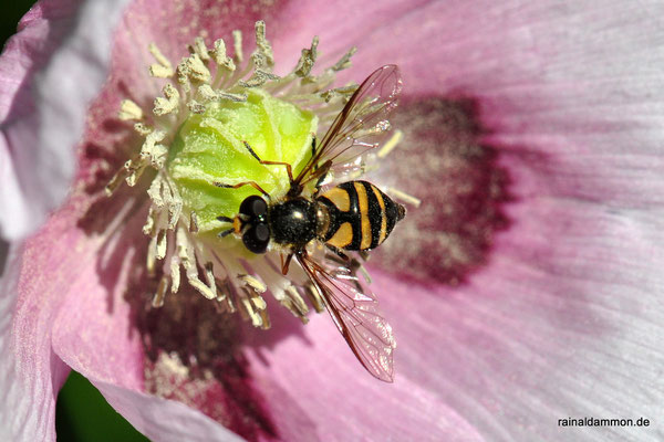 eine Schwebfliege an einer Mohnblüte