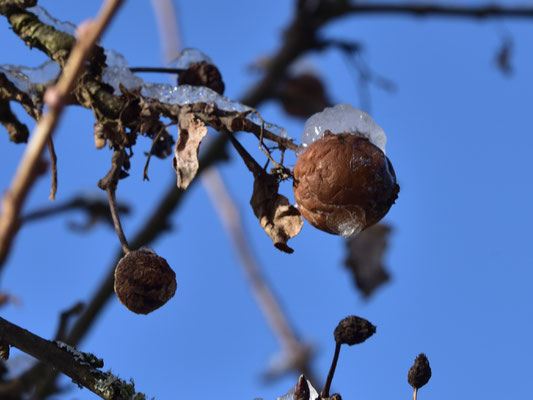 letzte Ernte vom Apfelbaum am 3.1.2019