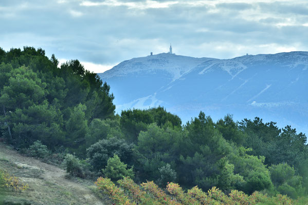 der Mont Ventoux mit Rebberg im Vordergrund