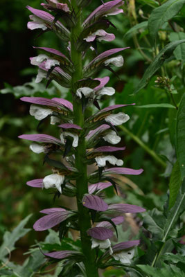 Akanthus, ein starkes Gewächs