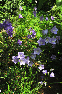 blaue Glockenblumen