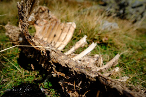 Wildlife Lötschental