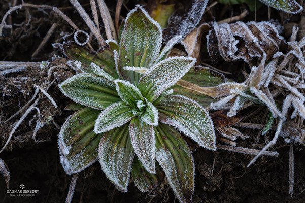 WINTERSTRUKTUREN...