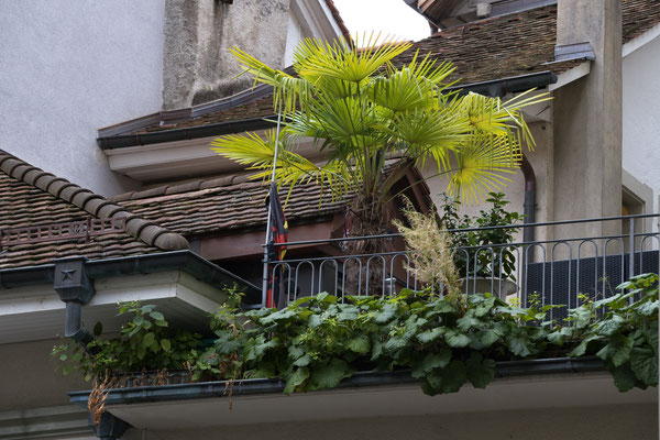 Erich - Pflanzen in der Stadt