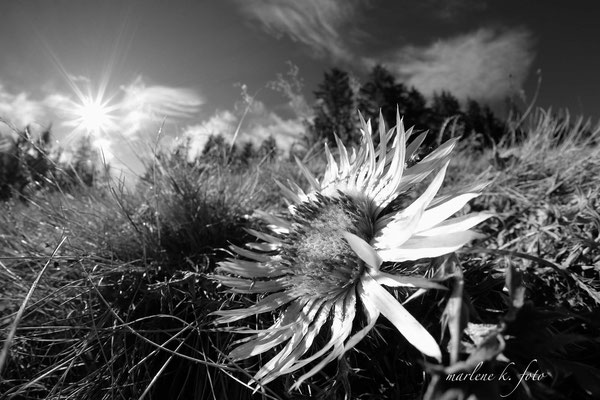 Silberdistel