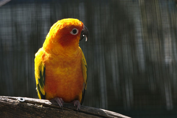 Erich