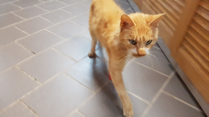 Chronik 20195 Tierschutzverein Quedlinburg Ev