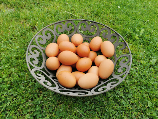 Eier von glücklichen AlmHühnern