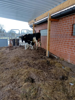 Kuh mit Kalb
