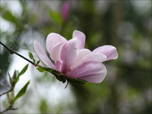 Bluten Und Kleinpflanzen Spruche Und Zitate Schoene Fotoss Jimdo Page