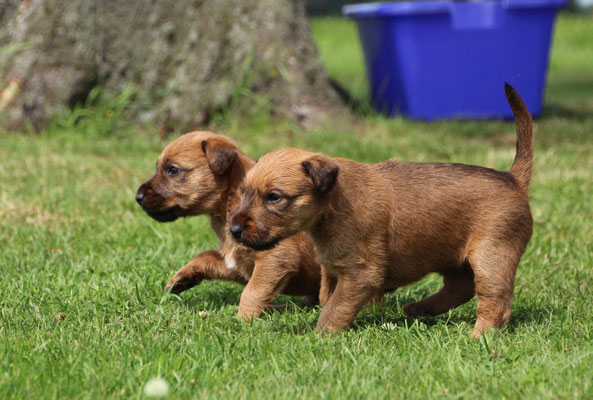 Irish Terrier Welpen Irish Terrier Daredevils