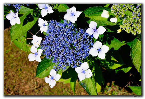TR0985.Arhavi.Blumen