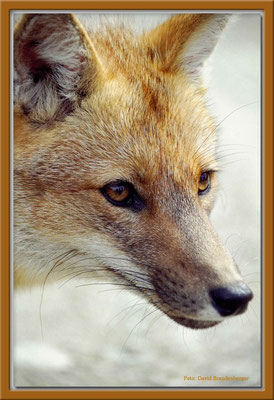 4.Fuchs, P.N. Tierra del Fuego,Argentinien