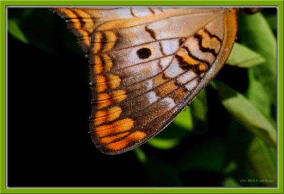 JM067.RPR Schmetterlingflügel