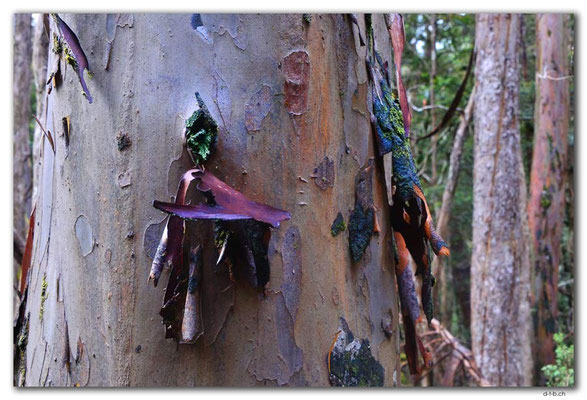 AU1370.Overland Track.Baum