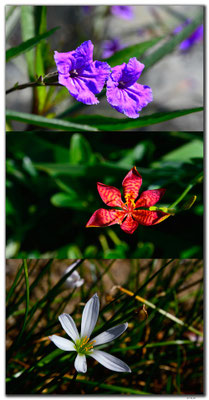 MO0011.Blumen