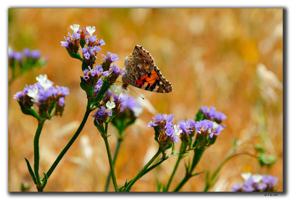 TR0534.Alasiya.Schmetterling