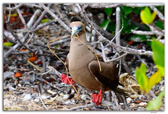 EQ0215.Genovesa Island.Red footed Boobie