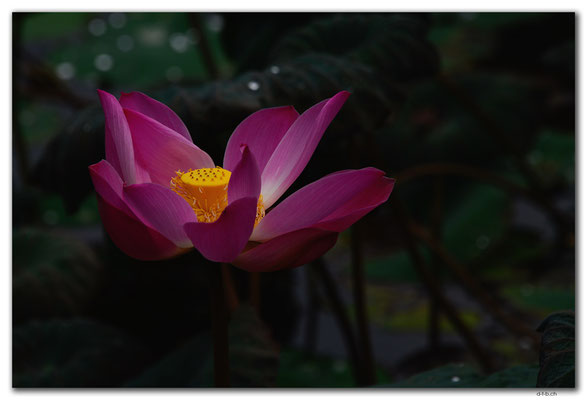 ID0046.Ubud.Pura Saraswati. Lotuspond