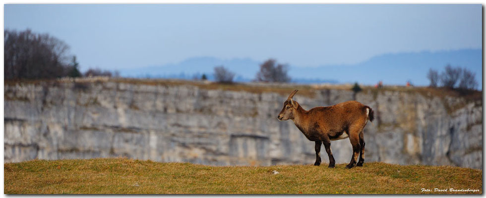 A0743.Creux du Van Steingeiss.CH