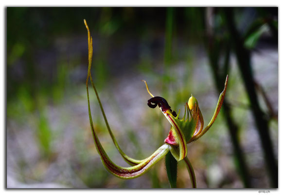 AU0782.Deep River.Sweet Lips Spider Orchid
