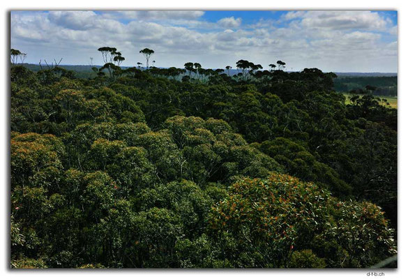 AU0757.Diamond Tree.Lookout