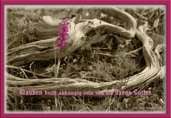 S0080.Knabenkraut.Gotland,SE.Text: Corrie Ten Boom