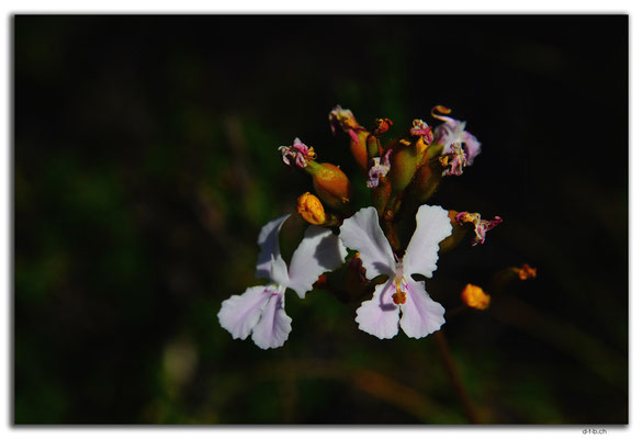 AU0572.Molah Hill.Donkey Orchid