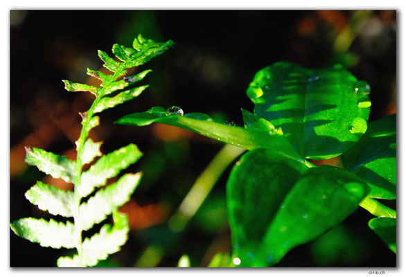 AU1485.Cann River Rainforest Walk.Tropfen