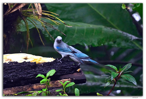 EQ0257.Mindo.San Tadeo Birding.Blue-gray Tanager