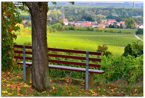 DE188.Pfälzer Weinstrasse.Bank bei Forst