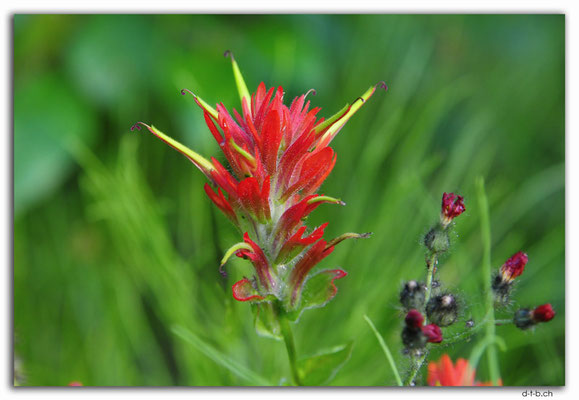 CA0548.Cinema.Paintbrush